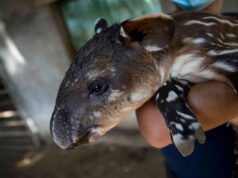 El Sumario - Nace una pareja de tapires en peligro de extinción en Nicaragua