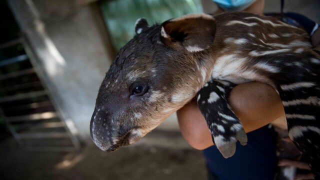 El Sumario - Nace una pareja de tapires en peligro de extinción en Nicaragua