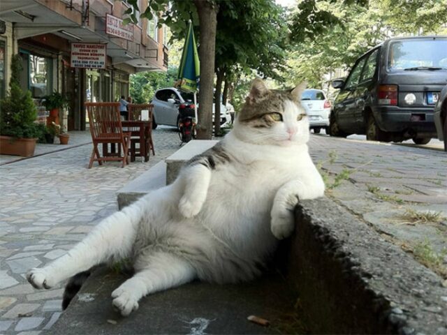 El Sumario - Tombili, el gato más famoso de Estambul será recordado para la eternidad