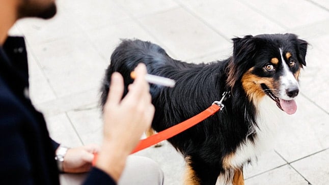 El Sumario - Alertan que el humo del cigarro es altamente tóxico para las mascotas