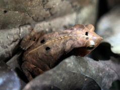 El Sumario - Hallan una rana del tamaño de un bebé en las Islas Salomón