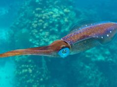El Sumario - Así es como se ve la tinta de calamar flotando en el agua