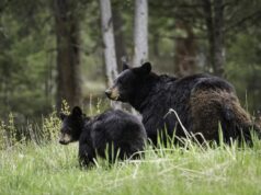 El Sumario - Una familia es sorprendida por unos osos negros durante sus vacaciones