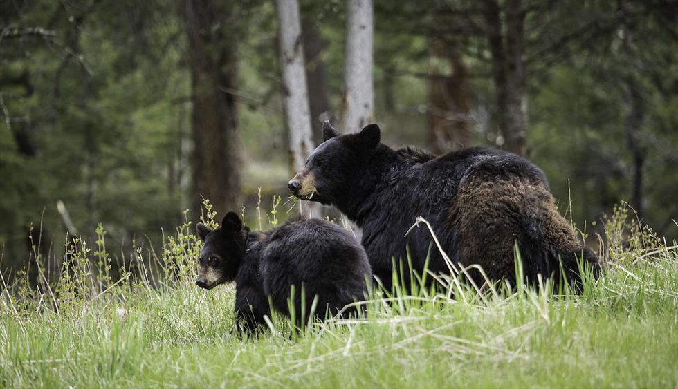 El Sumario - Una familia es sorprendida por unos osos negros durante sus vacaciones