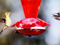 El Sumario - Investigadores revelan que existen 50.000 millones de aves en el mundo