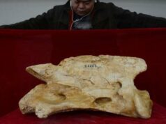 El Sumario - Descubren fósiles de una nueva especie de rinoceronte gigante en China