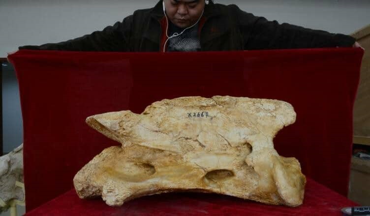 El Sumario - Descubren fósiles de una nueva especie de rinoceronte gigante en China