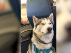 El Sumario - El vuelo en avión de este Husky se vuelve viral en TikTok