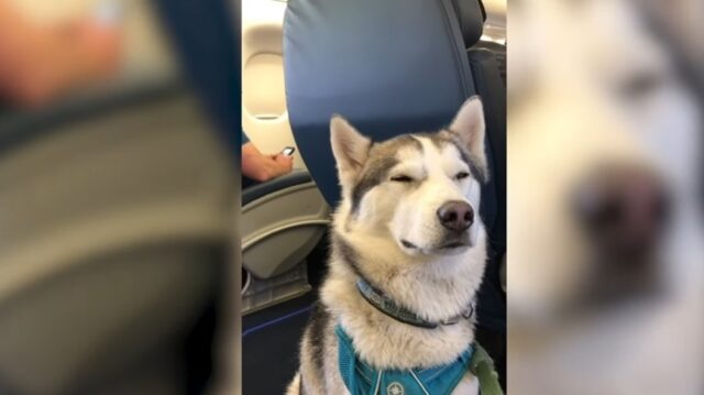 El Sumario - El vuelo en avión de este Husky se vuelve viral en TikTok