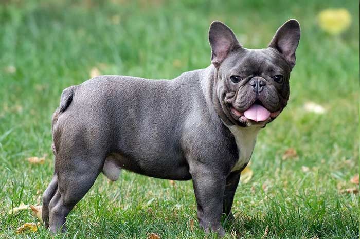 La caída inadvertida de este perrito se hace viral en las redes