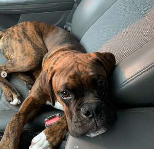 El Sumario - Mira cómo reacciona este perro a los cepillos del túnel en el autolavado Mira cómo reacciona este perro a los cepillos del túnel en el autolavado