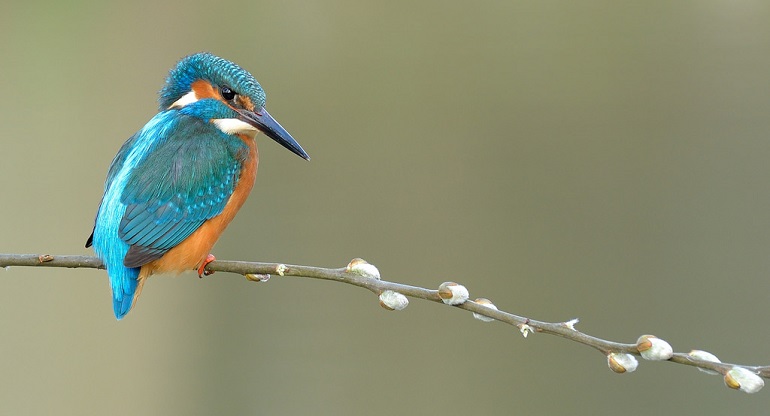 El Sumario - Un fotógrafo de fauna salvaje capturó la imagen perfecta de un martín pescador