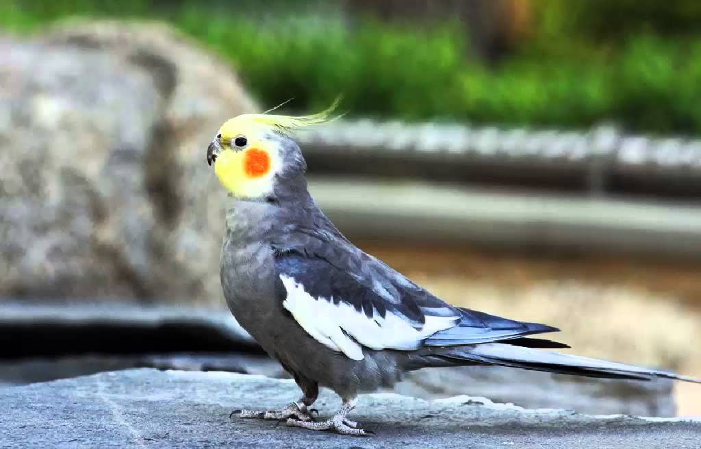 El Sumario - Wilbur, la adorable cacatúa que completa canciones silbando sus melodías