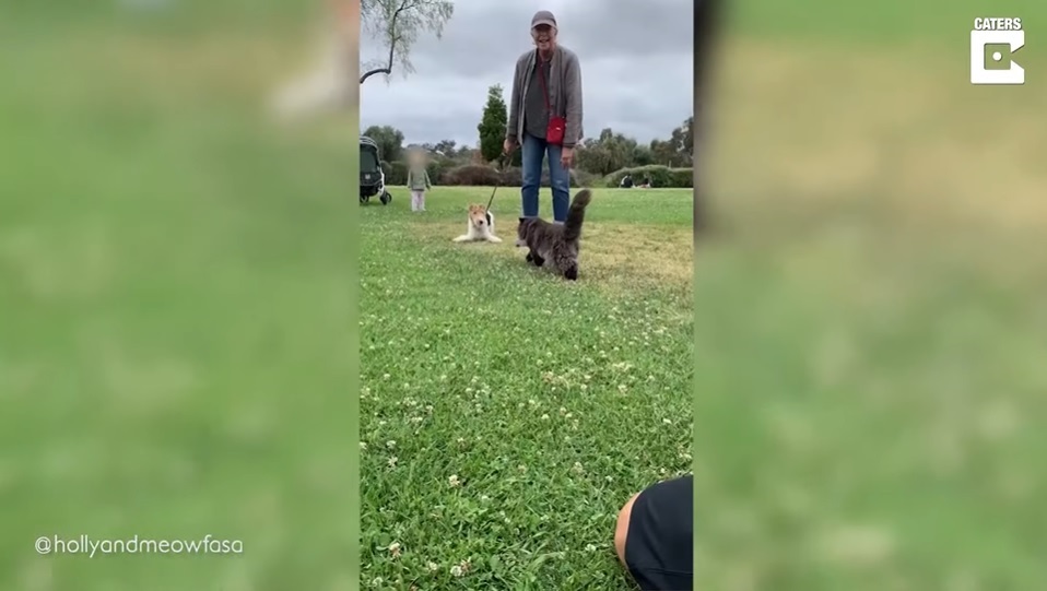 El Sumario - Mira por qué el video de un gato se vuelve viral en TikTok