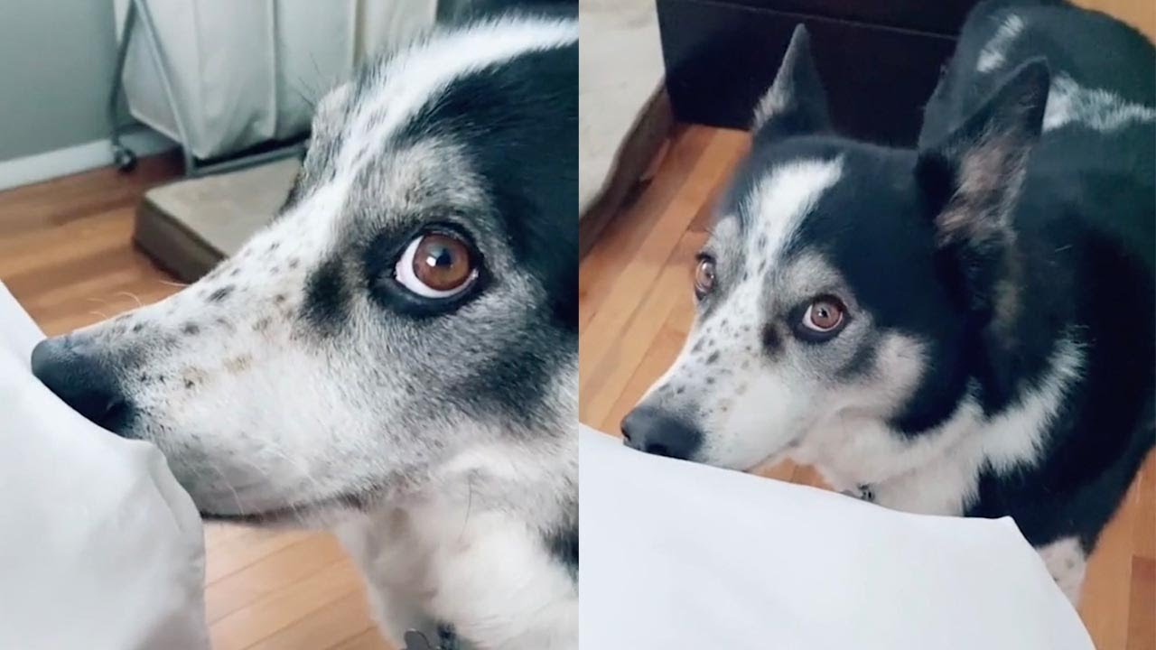 Conoce de qué manera un perro reclama la atención de su dueña