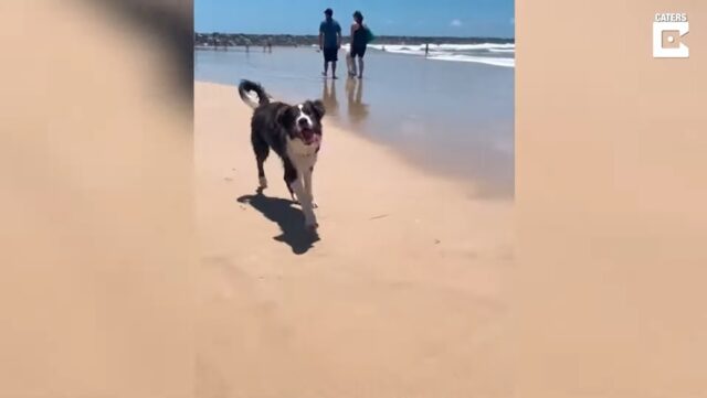 El Sumario - Mira cómo reaccionó un perro ciego en su primera estadía en la playa