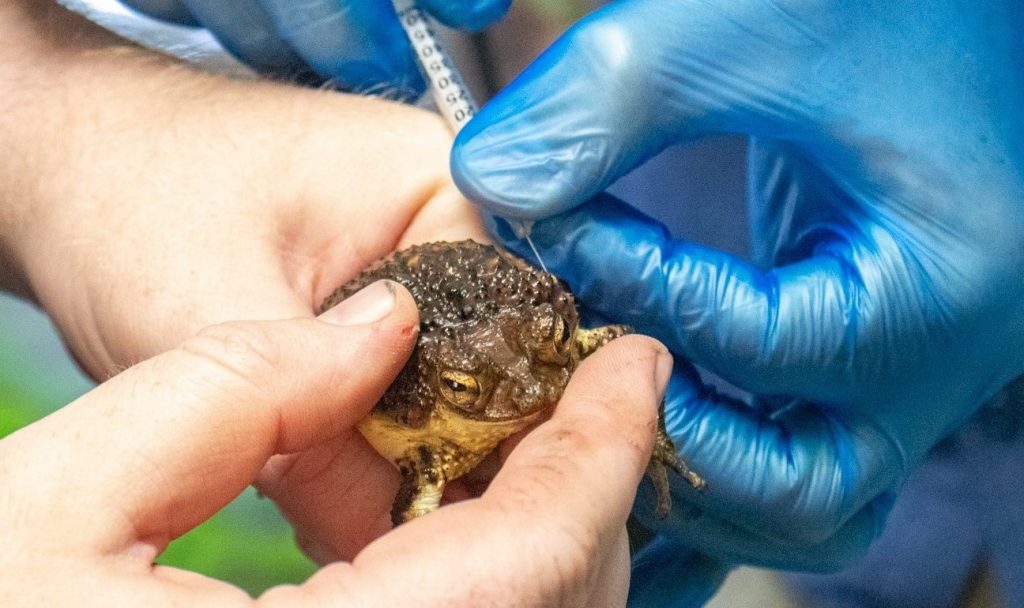 El Sumario - Zoológico de Florida cría sapo puertorriqueño amenazado de extinción
