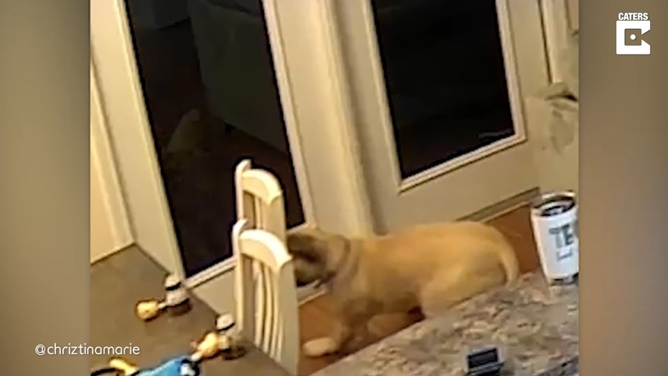 El Sumario - No podrás creer por qué un perro quedó despavorido