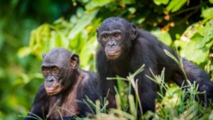 ¿Cuál es el chimpancé más parecido al humano?