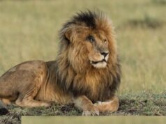 El Sumario - Murió “Scarface”, el león más famoso de una reserva natural de Kenia
