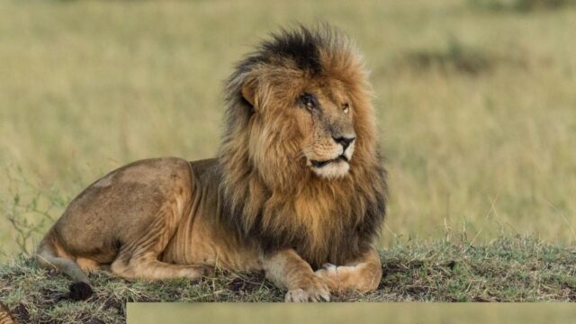 El Sumario - Murió “Scarface”, el león más famoso de una reserva natural de Kenia