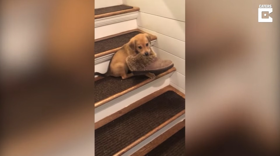 El Sumario - ¡Capturada infraganti! Descubren a una cachorra robando un zapato