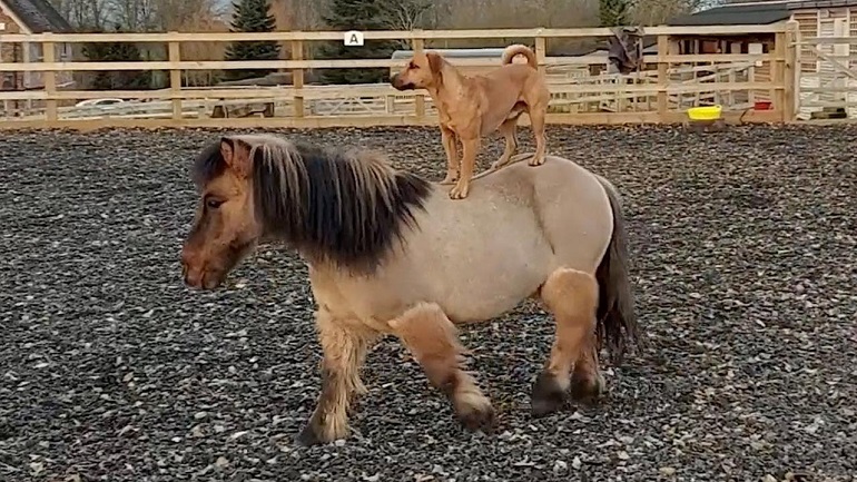 El Sumario - Cowboy, el perro acróbata que mantiene una buena amistad con dos caballos