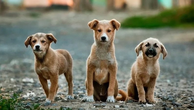 La verdadera amistad no se compra, se adopta - El Sumario