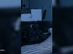 El Sumario - Mira cómo reaccionó un perro dormido al escuchar su palabra favorita