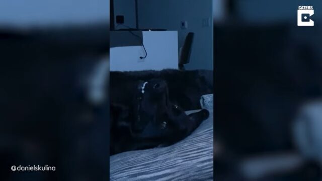 El Sumario - Mira cómo reaccionó un perro dormido al escuchar su palabra favorita