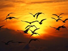 ¿Cuáles son los beneficios de observar a las aves?
