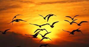 ¿Cuáles son los beneficios de observar a las aves?