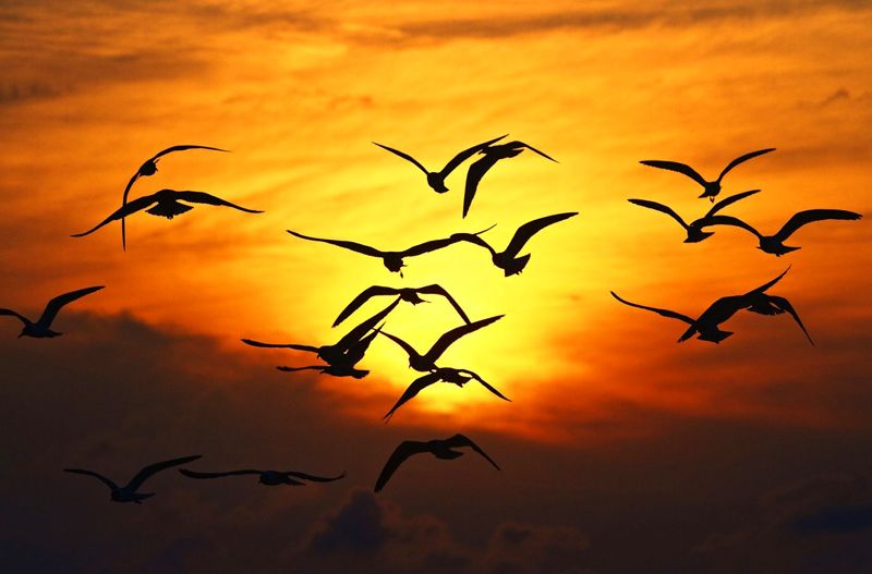 ¿Cuáles son los beneficios de observar a las aves?