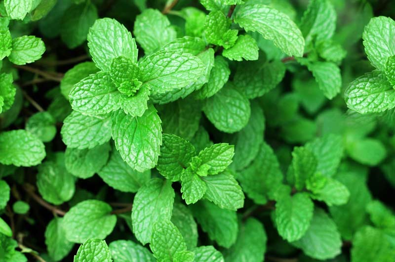 Conoce los beneficios de la menta