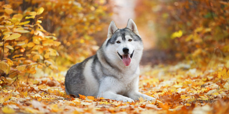 ¿Cómo prevenir el envenenamiento en las mascotas?