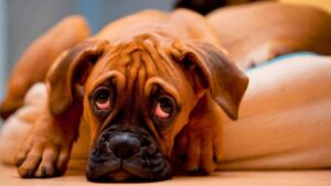 ¿Cómo prevenir envenenamiento en las mascotas?