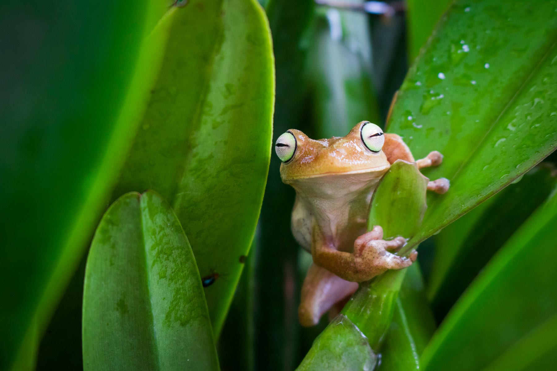 Fotografía de la Naturaleza, amor por la conservación ambiental