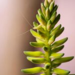 yilber elbittar fotografo venezolano