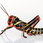 yilber elbittar fotografo venezolano