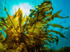 El Sumario - Venezuela se convirtió en un país exportador de algas marinas