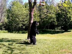 El Sumario - Pillan a un oso caminando sobre dos patas en el jardín de una casa