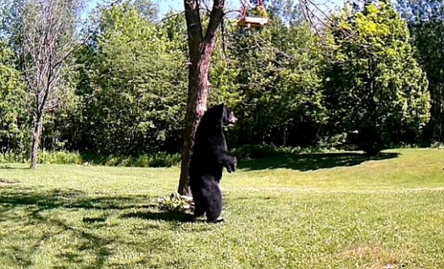 El Sumario - Pillan a un oso caminando sobre dos patas en el jardín de una casa El Sumario - Pillan a un oso caminando sobre dos patas en el jardín de una casa