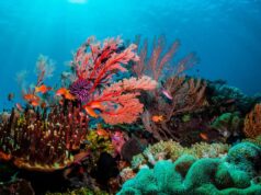 El Sumario - Unesco contempla posibilidad de declarar la Gran Barrera de Coral como patrimonio en peligro