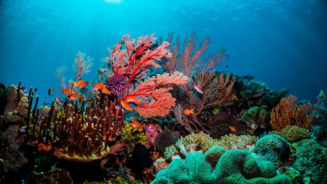 El Sumario - Unesco contempla posibilidad de declarar la Gran Barrera de Coral como patrimonio en peligro