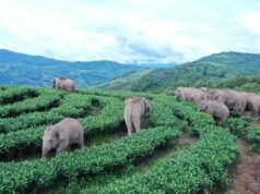 El Sumario - Manada de elefantes que recorrió más de 500km, se dirige a su reserva natural
