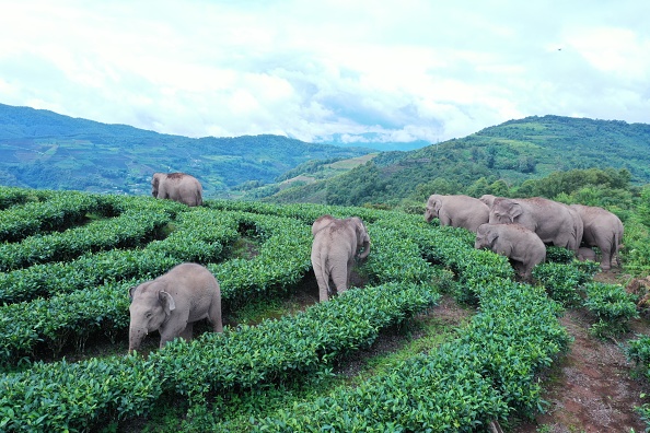 El Sumario - Manada de elefantes que recorrió más de 500km, se dirige a su reserva natural