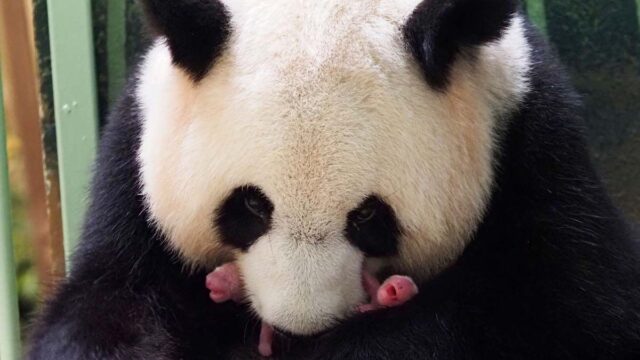 El Sumario - Nacen dos crías de pandas gigantes en un zoológico de Francia