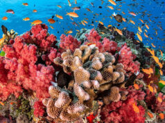 El Sumario - Detectan que bacterias ayudan a los corales a sobrevivir al calentamiento oceánico