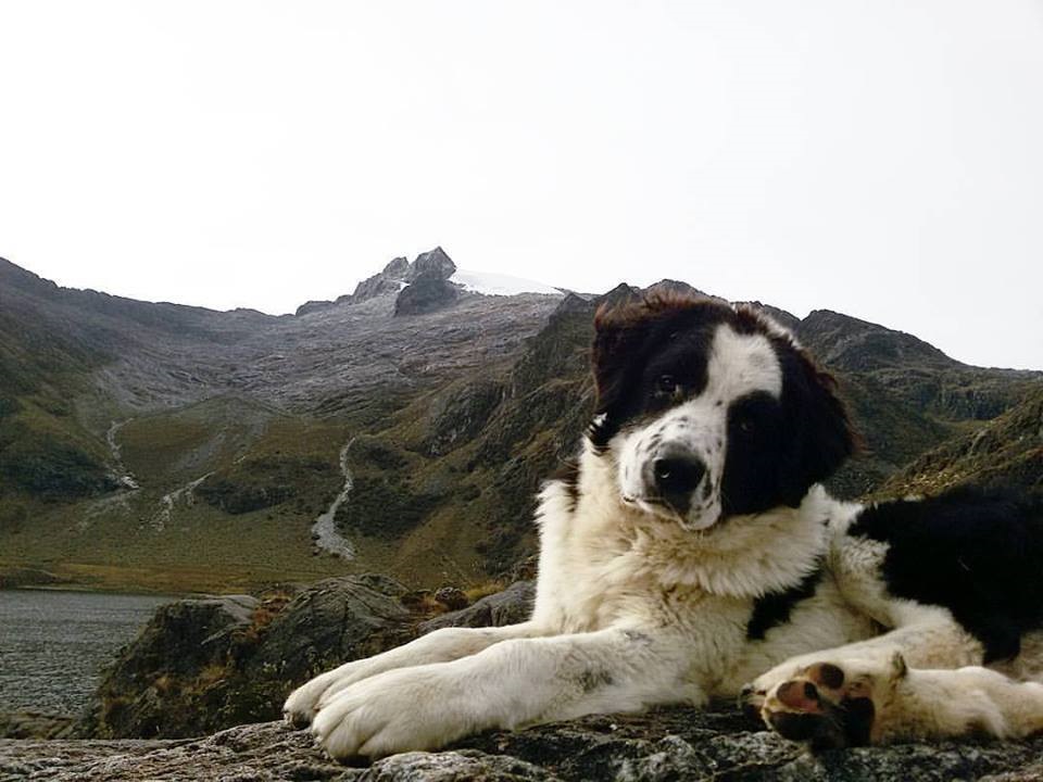 El Sumario - 31 de agosto: Día del Mucuchíes, perro típico nacional