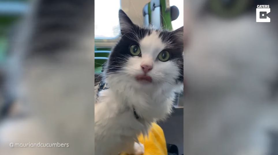 El Sumario - Mira cómo fueron las cinco horas de viaje de un gato en un tren